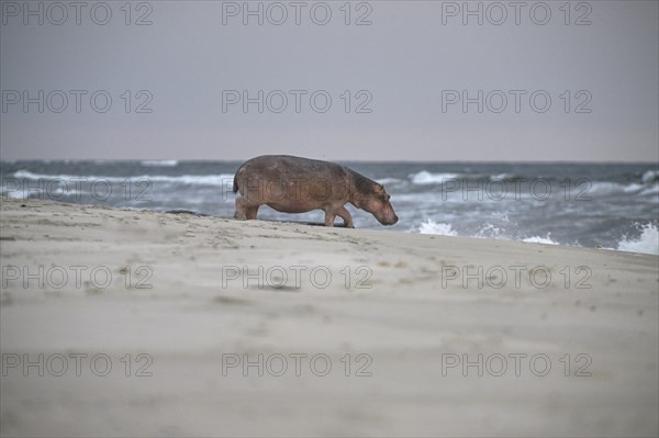 Hippopotamus (Hippopotamus amphibius) disappearing into the Atlantic Ocean, Surfing Hippos, Petit