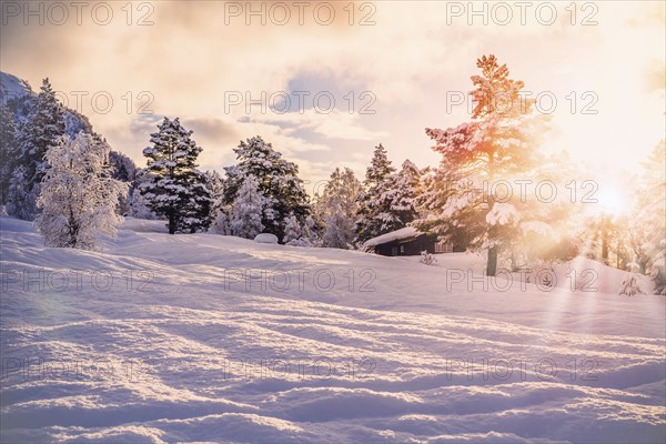 Beautiful Snow Landscape background during sunrise with sunbeam, a cabin and trees, plenty of snow