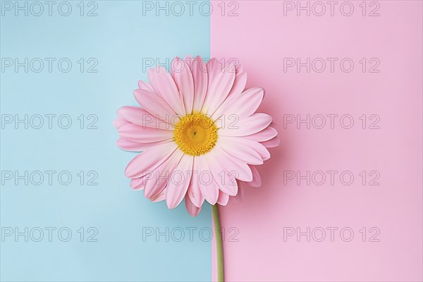 Pink daisy flower on two colored blue and pink background. Generative Ai, AI generated