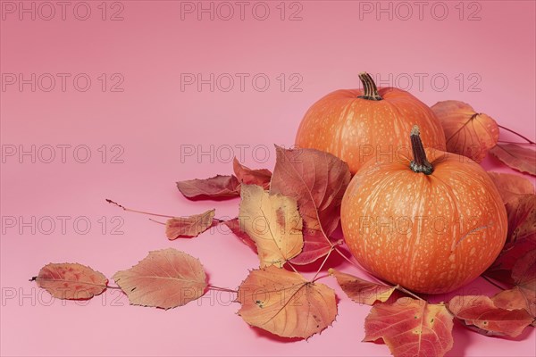 Two orange pumpkins and colorful autumn leaves on pink background with copy space. Generative Ai,
