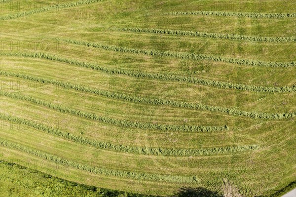Drone shot of drying hay on a field, Allgäu, Bavaria, Germany, Europe
