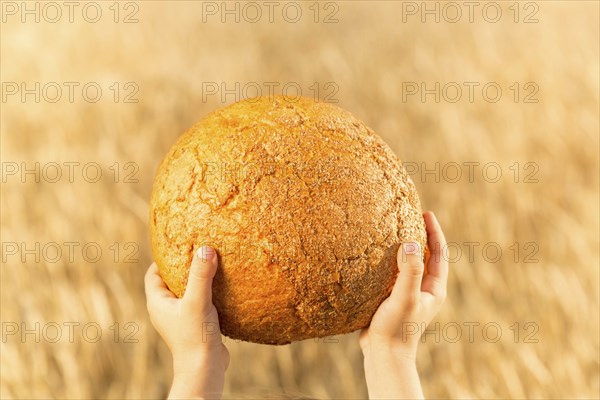 Homemade bread in hands against wheat autumn field background