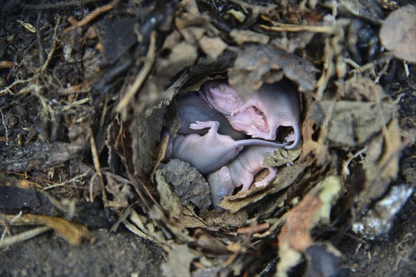 Newborn little mice in nest of the field