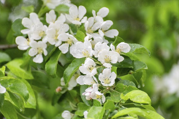 Apple branch with white flowers in spring