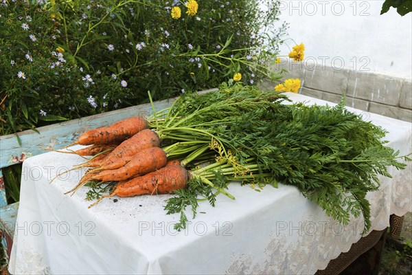 A fresh carrot with leaves lies on the table