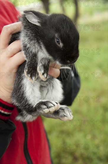 Small beautiful bunny in children's hands