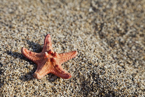 Summer vacations, starfish on sea sand beach