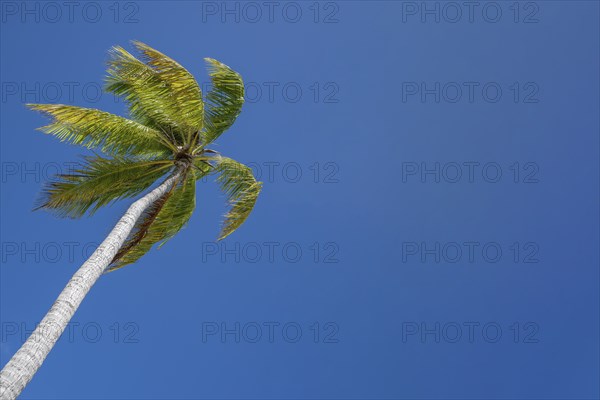 Coconut palm (Cocos nucifera), copyspace, Tikehau, Atoll, Tuamotu Archipelago, Tuherahera,