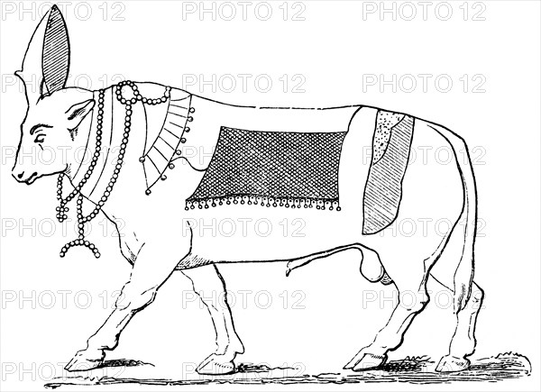 Apis the sacred bull of Memphis, earthly embodiment of the god Ptah, Egyptian mythology, historical