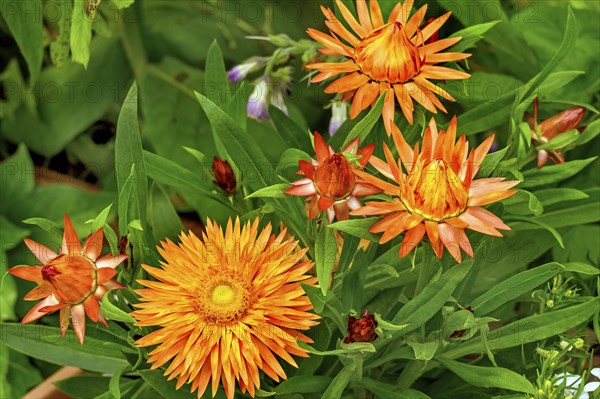 Garden immortelle (Xerochrysum bracteatum), Allgäu, Swabia, Bavaria, Germany, Europe