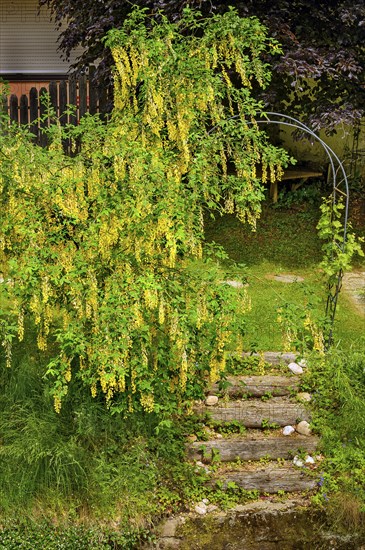 Flowering laburnum, on the banks of a stream, Allgäu, Swabia, Bavaria, Germany, Europe