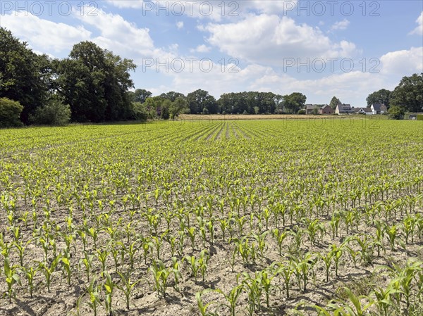 Field with plants of young corn (Zea mays) young maize plants growing on maize field, visible