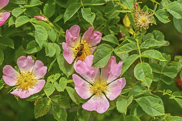 Dog roses (Rosa canina), with honey bee (Apis), Allgäu, Swabia, Bavaria, Germany, Europe