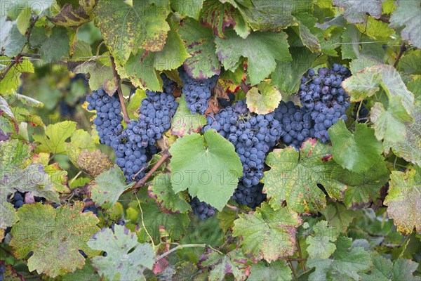 Blue ripe grapes growing on the vineyard, Moselle valley in autumn