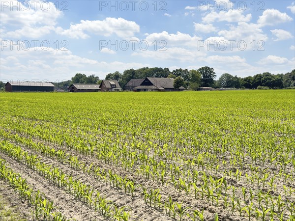 Field with plants of young corn (Zea mays) young maize plants growing on maize field, visible