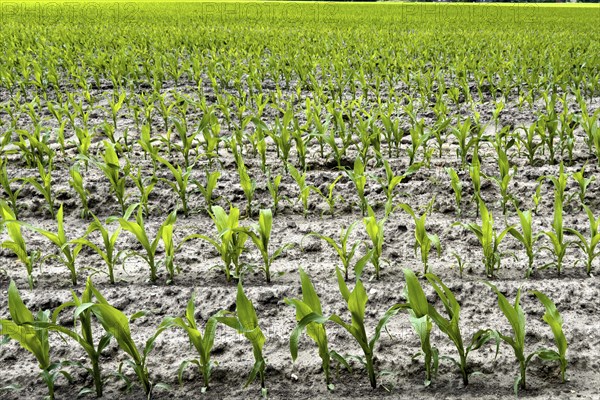 Field with plants of young corn (Zea mays) young maize plants growing on maize field, visible
