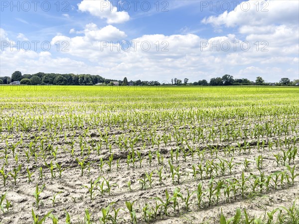 Field with plants of young corn (Zea mays) young maize plants growing on maize field, visible