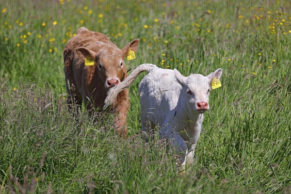 Charolais Cattle (Bos primigenius taurus), calves with ear tags running through high meadow, baby