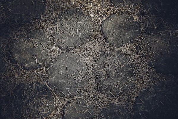 Dark paving stones covered in dry pine needles, creating a rustic and natural feel, background