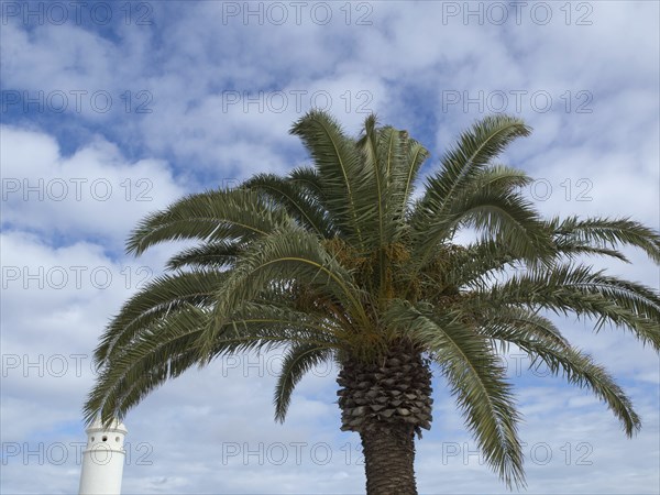 A palm tree rises against a cloudy sky, arrecife, Lanzarote, Canary Islands, Spain, Europe