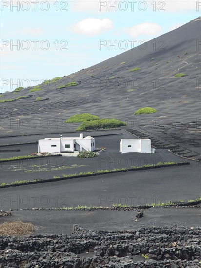 White house with lava stone walls and low plants, embedded in black lava fields, arrecife,