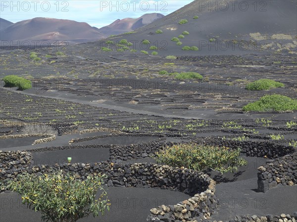 Black lava fields with some green bushes and volcanic hills in the background, arrecife, Lanzarote,