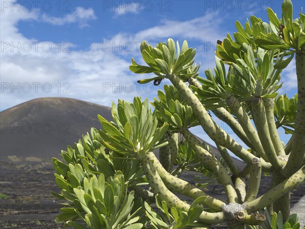 Large cactus with green leaves in the foreground and volcanic mountain landscape in the background,