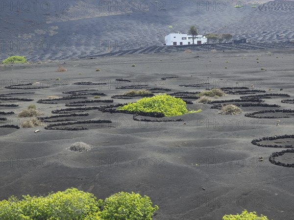Landscape with black soil, scattered vegetation and white houses, arrecife, Lanzarote, Canary