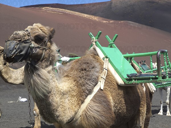 Close-up of a saddled camel in a dry desert landscape, arrecife, Lanzarote, Canary Islands, Spain,
