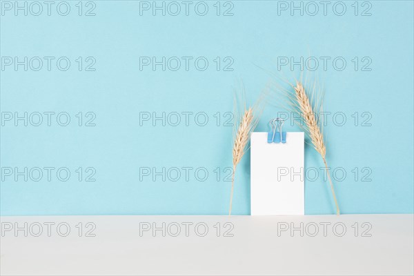 Wheat crop on a blue background, copy space for text, food shortage crises and increased prices,