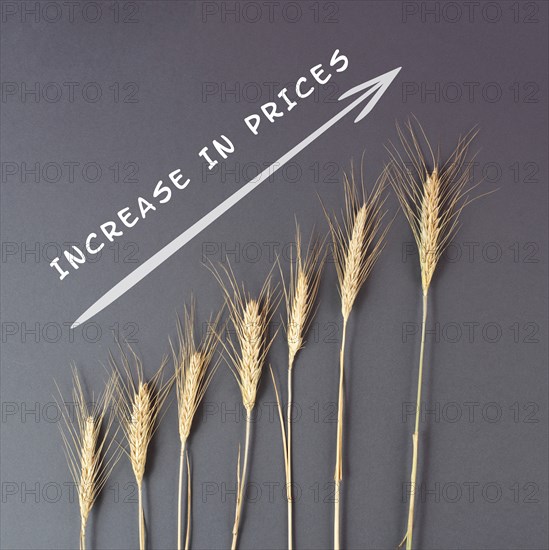 Food crisis with increasing prices and shortages, wheat ears on a brown background, supply chain