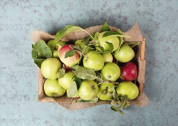 Basket with fresh ripe apples standing on a table, fruit harvest in the summer, healthy organic