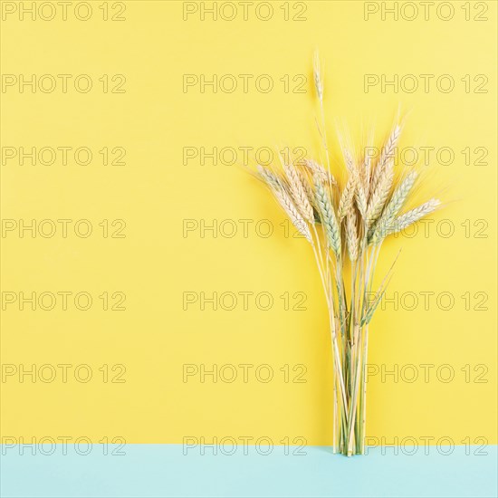 Wheat crop on a blue and yellow colored background, copy space for text, food harvest in the