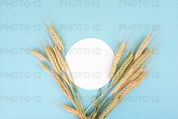 Wheat crop on a blue background, copy space for text, food harvest in the summer, golden straw