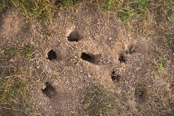 Many small mice holes in the ground, animal habitat in the grassland, rodent den