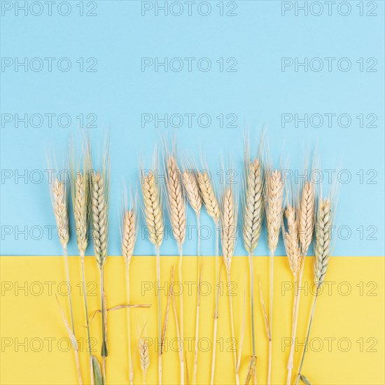 Wheat crop on a blue and yellow colored background, copy space for text, food harvest in the
