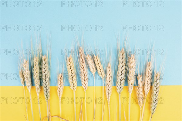 Wheat crop on a blue and yellow colored background, copy space for text, food harvest in the