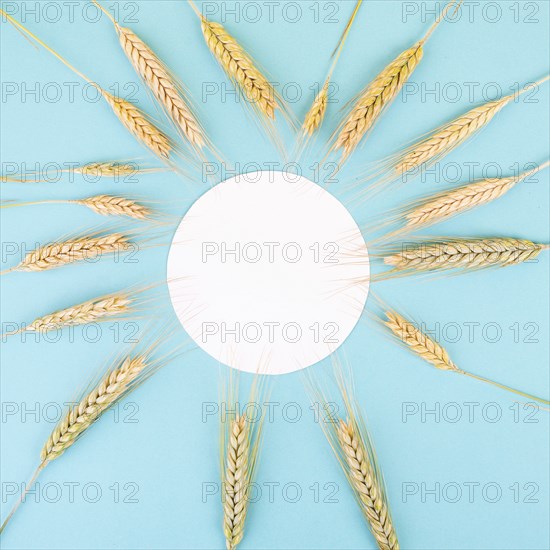 Wheat crop on a blue background, copy space for text, food harvest in the summer, golden straw