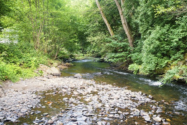 Stream in the forest in summer, landscape in Germany near Trier, river Ruwer in the Moselle Valley