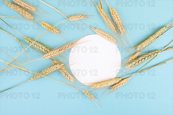 Wheat crop on a blue background, copy space for text, food harvest in the summer, golden straw