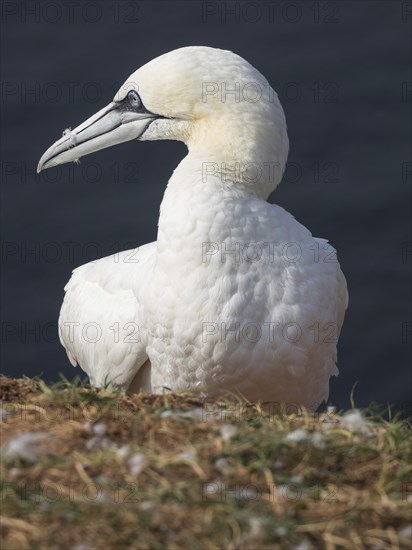Close-up of a white seagull with lowered head, Heligoland, North Sea, Germany, Europe