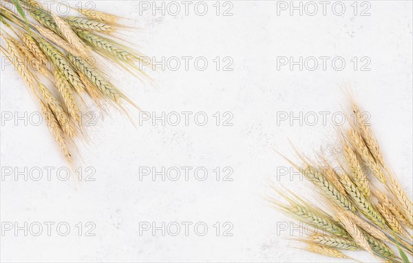 Wheat crop on a textured background, copy space for text, food harvest in the summer, golden straw