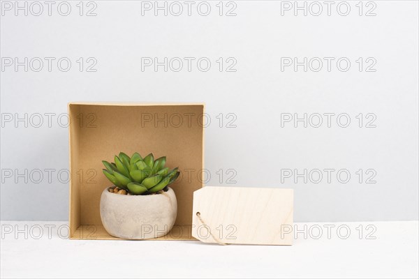 Cactus in a gift box with an empty tag for text, in a pot on a gray background, minimalistic