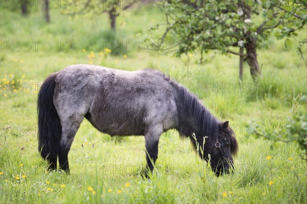 A pony is grazing on the meadow, animal farm in springtime, ranch with horses, countryside