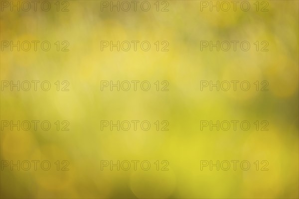 Soft blurred yellow and green colored background, spring and summer season, pastel colors,