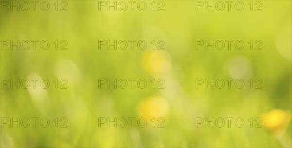 Soft blurred yellow and green colored background, spring and summer season, pastel colors,