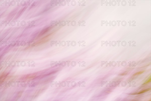 Soft blurred rose and green colored background, spring and summer season, pastel colors, defocused