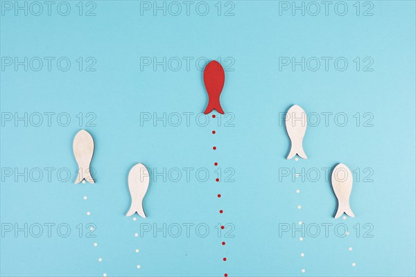 One red fish is swimming against the stream, opposite direction of the other fishes, being