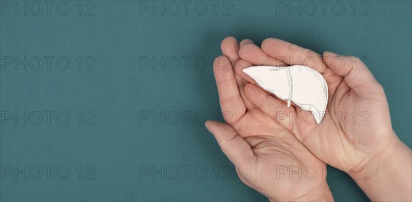 Holding a liver in the hands, diagnosis of hepatitis, cancer, cirrhosis, health issue, organ