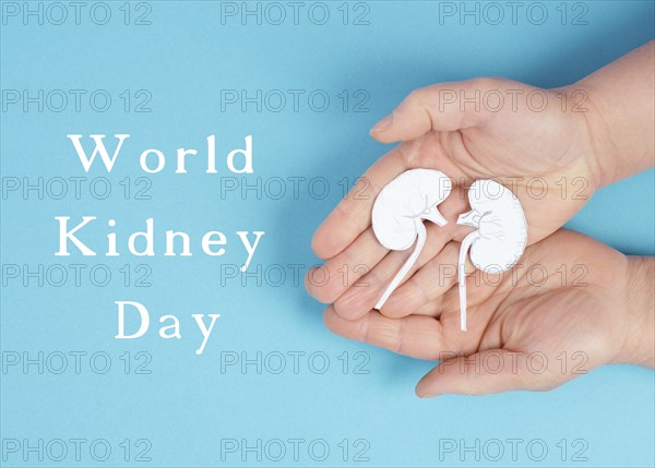 Hands holding a kidney, paper cut out, world kidney day, health problems, organ transplantation,